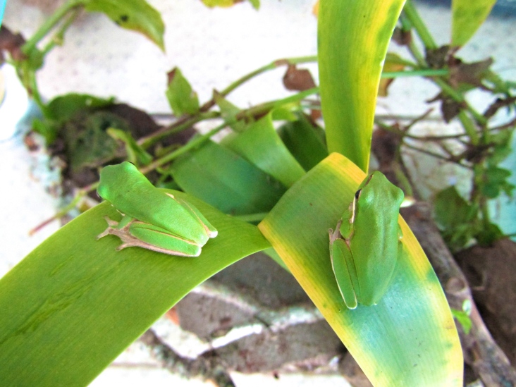 Frog enclosure green tree